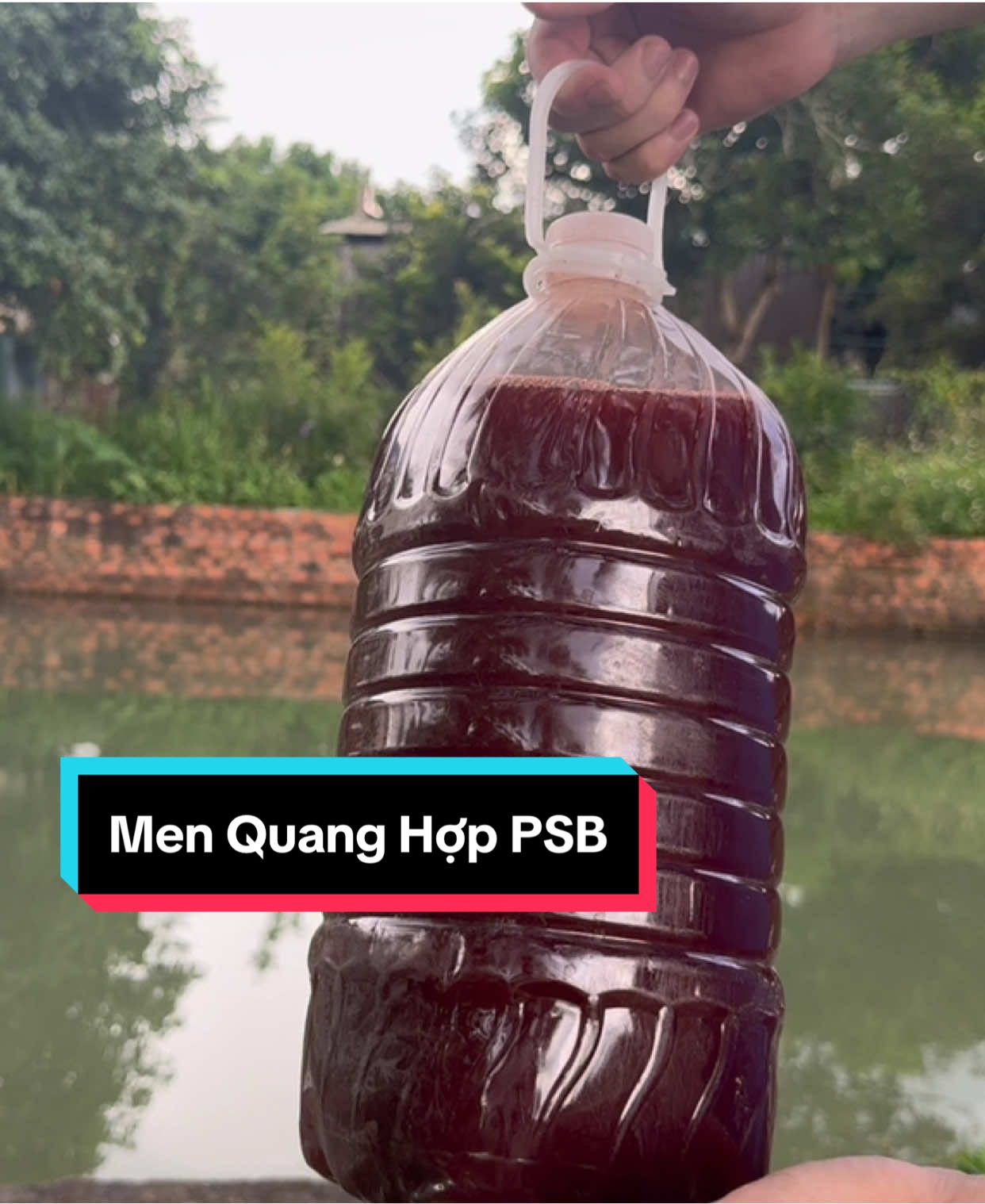 Men Vi Sinh Quang Hợp PSB - Xử lí nước, tăng sức khẻo cho thuỷ sản #đenđáy #thuỷ_sản
