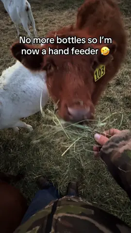They are all so spoiled and sweet 💕 All of our farm animals are so friendly. #cow #thegetawayhomestead #farmlife #countrylife #homestead 
