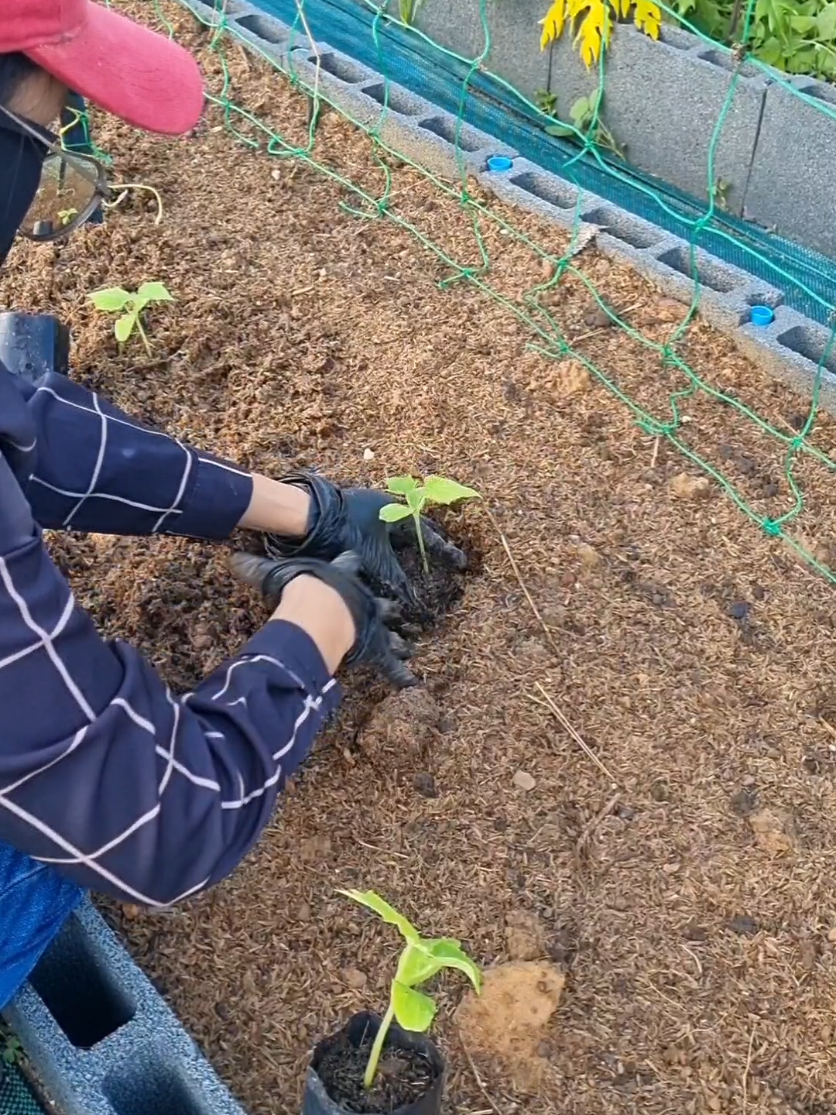 ได้เวลาปลูกแตงกวาแล้วค่ะ ต้นกล้าอายุ 15 วัน นำมาลงดินปลูกอีก 20 วัน ก็ได้เห็นผลแรกพร้อมเก็บกินแล้วค่ะ 😊🥰🌱 #ต้นกล้าแตงกวา  #ปลูกผักกินเอง #ผักออร์แกนิค #ผู้หญิงทําสวน #viringarden 