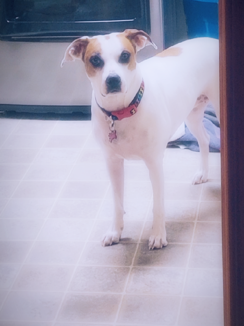 #PetsOfTikTok #bestfriend #dogsoftiktok 