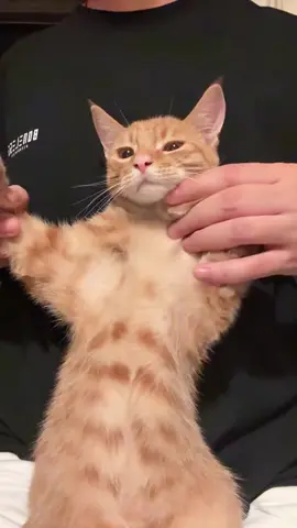 Life goals: dance like nobody’s watching… even if everybody’s laughing 🤣😼 #creatorsearchinsights #F#FunnyCatC#CatDanceT#TikTokCatsP#PetComedy 