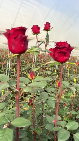 We are not selling products to you, but take natural beautiful things and happy life to you! Enjoy the nature together! #3hlink #Lavender #palmleaves #driedflowers #3hlinkflower #preservedflower #bohodecor #pampasgrass #hydrangea #homedecor #weddingdecoration #babybreath #handmadecrafts #hoteldecor #luxurydecor #flowerbouquet #flowerboxes #flowerbouquets #hydrangeas #christmasdecor #christmasflowers #preservedtree #witchbroom #christmas #driedflowerwholesale #cassiacinnamon #amarantus #willowbranch #minihaybales #decorhaybales 