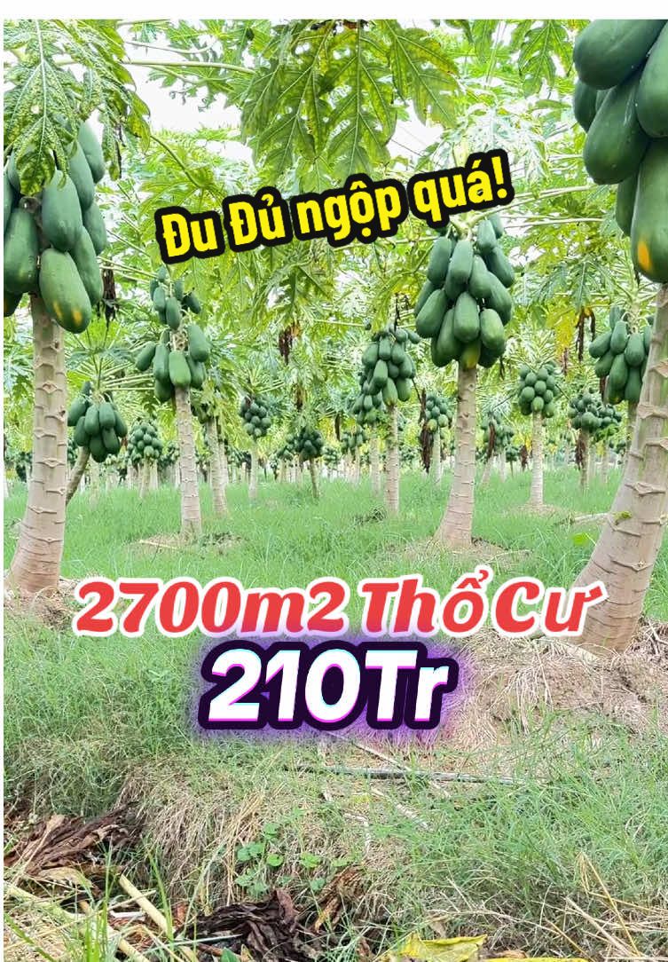 Lh e liền o8.5.3.8.3..5.8.5.6 #bds #trending #viral #bdsdongnai #xuhuong