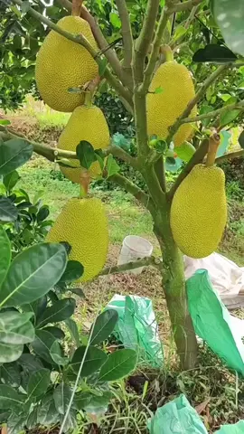 Bibit Nangka red madu super unggul 2 tahun berbuah, Buruan checkout bibit nya di keranjang kuning #bibit #tanaman #nangka #nangkamadu #buah 