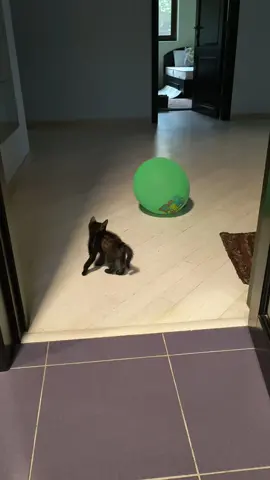 #catvideo #tiktokcatsvideos #catloversindonesia