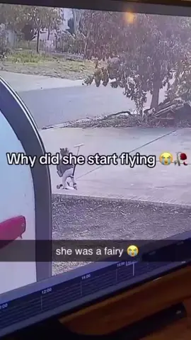 #viral #shewasafairy #funny #fyp #meme #jet2holiday #lmaoo