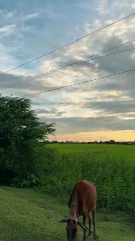 সবুজে মোড়ানো নোয়াখালী,   প্রকৃতির কোলে এক টুকরো স্বর্গ।                          #bangladeshtiktokofficial #Dhaka #noakhali #viralvideos #sylhet 