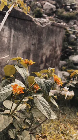 ھو زۂ بے شرم یم پہ سترگو کئ حیاء نہ لرم 💔🥹#sadpoetry #100kviews #fypシ゚viral 