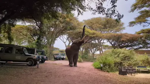 @Karibu Camps & Lodges  #ngorongorolion'spaw#karibuafrica🌍 