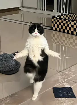 Can your cat dance? #xuhuong #cat #kungfu #petcute #funnyvideos 