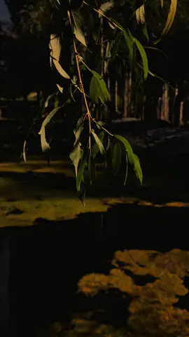 یہ آنکھیں تھیں فقط آنکھیں، میزبان، قدردان، حسن سے لبریز کہ ایک گہرا سمندر اور جھیل سی آنکھیں ، مہربان ، بر دشت سے پاک ایک حسین راز کسی کی پسندیدہ آنکھیں تو کسی کا شعر یہ آنکھیں، یہ آنکھیں تھیں فقط آنکھیں کسی مصور کا تصور یہ آنکھیں ،کسی مصنف کا موضوع یہ آنکھیں #caption #caption #CAPTION 