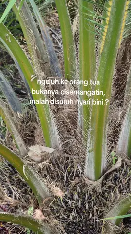 🤣🤣 #sawitontiktok #sawitkalimantan #sambaspride⚡ #sawitriau 