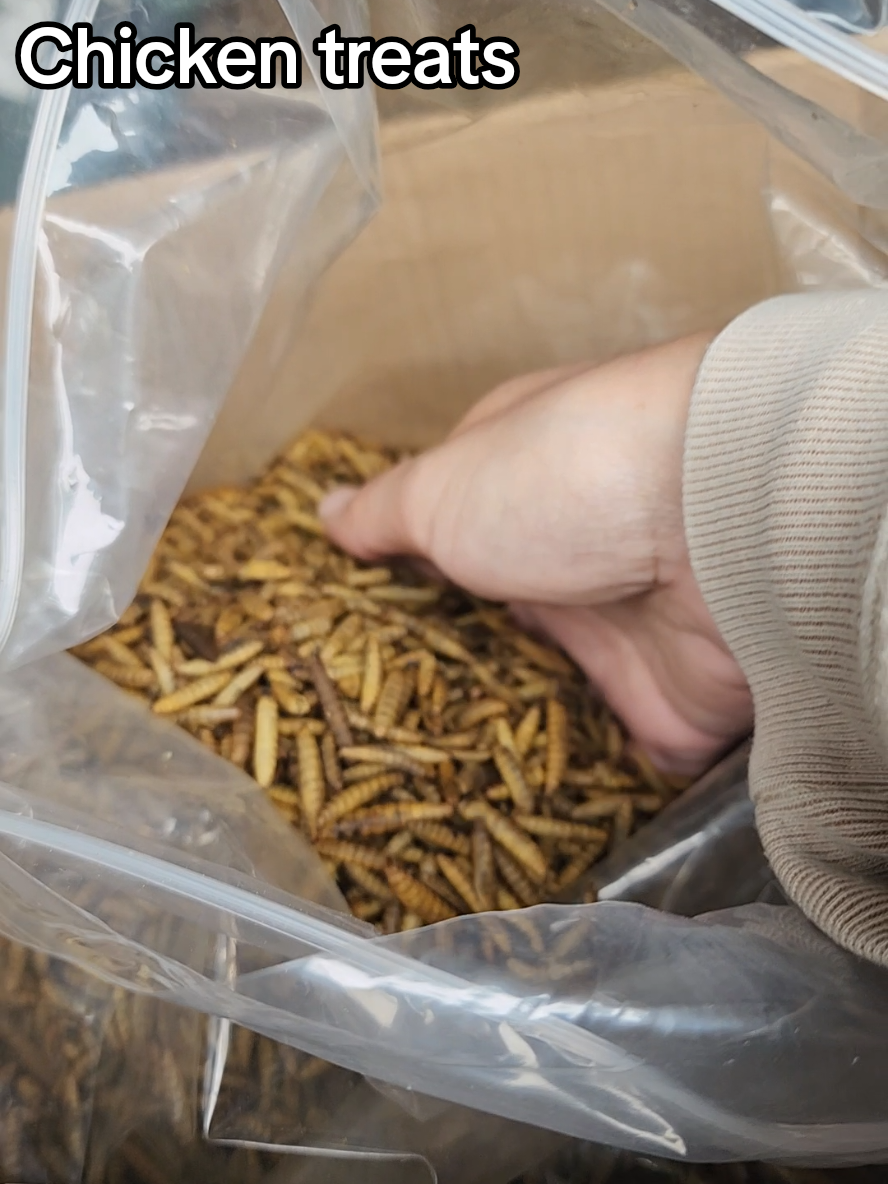 Your hens deserve treats!  #chickens #chickentreats #treatsforchickens #blacksoldierflylarvae #homestead 