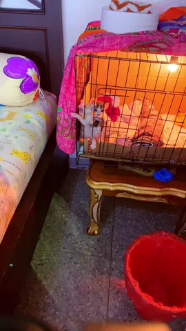 3 little bang bang aga mending, menci berkurang, sehat sehat ya nak #fyp #catoftheday #catlover #catstory #kitten #animalrescue #animallover #catoftiktok #catfeedingroutine 