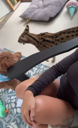 🐆&🐕‍🦺 #pet #PetsOfTikTok #petlover #pets 