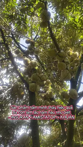 Thuốc nấm cực hiệu quả bà con có thể tham khảo nha #saurieng #sauriengmientay #sauriengdaklak #sauriengthai #sauriengchincay 