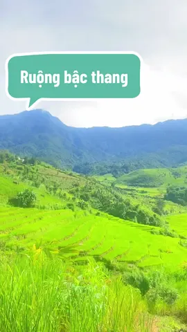 Cấp nhật cho mọi người xem ruộng bậc thang trên quê em mùa này #cuocsongxodang #dulich #trainghiem #cuocsong #thaoduocthiennhien 