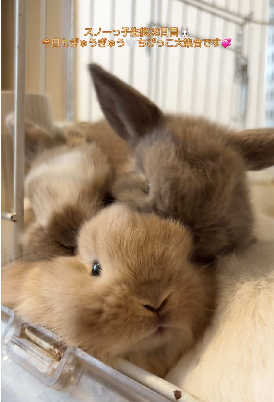 ぎゅうぎゅう3兄弟🐰#うさぎ#rabbit#rabbitsoftiktok#shorts#cut