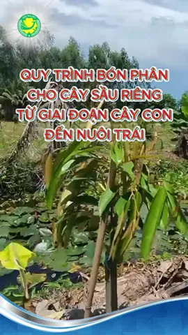 Mời anh em trồng sầu riêng cùng tham khảo quy trình sử dụng phân bón mai vàng cho cây sầu riêng nhe#phanbon #nongnghiepmaivang #fyp #phanbonchatluongcao #nongnghiep 