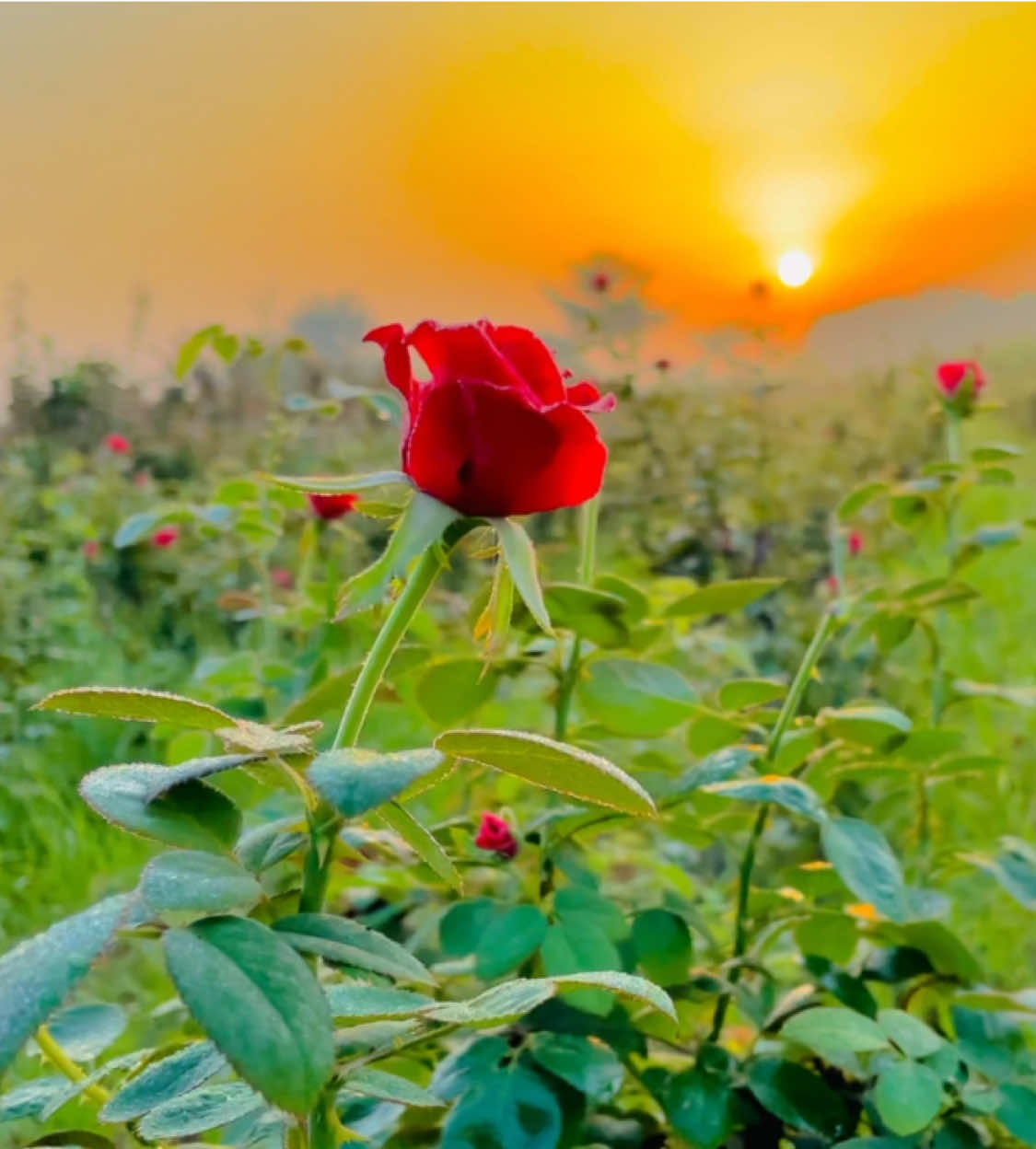 #میرا_سونا_پینڈ_کوٹ_موتا_سنگھ_ضلع_قصور🌅🌾 #foryoupage❤️❤️ #pinda_wale #growmyaccount #fypppppppppppppp 