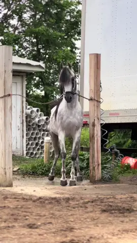 #ما_شاء_الله_تبارك_الرحمن #خيل_عربي_اصيل🐎🐎 #الحمدالله_علی_کل_حال❤ #ترندات_تيك_توك #اللهم_صلي_على_نبينا_محمد 