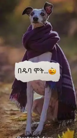 #creatorsearchinsights #ግጥም_ሲጥም #ግጥምለምትወዱ #የግጥም_ምሽት @getaneh degu21 