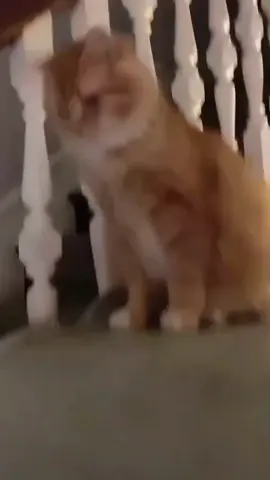 kucing nyari garam cina kataee😂