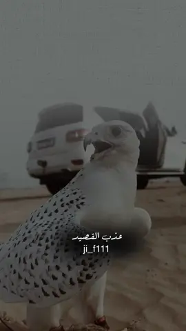 #عذب_القصيد #tiktokarab #محمود_الجبلي #مشاهدات #الشعب_الصيني_ماله_حل😂😂 
