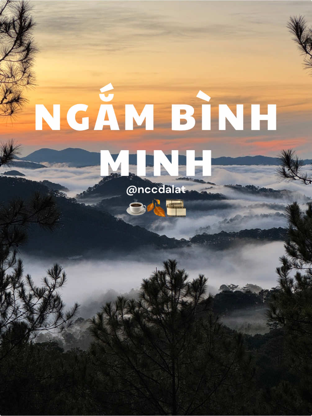 Sao mà đẹp quài zậy? ✨🍃💖 #dalat #sanmaydalat #dalattrip #xuhuong 