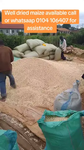 Well dried maize available call or whatsaap 0104 106407 for assistance #kenyatiktok_kenya#kenyansinqatar #kenyansfarmers# #kenyatiktok_kenya #kenyansinqatar 