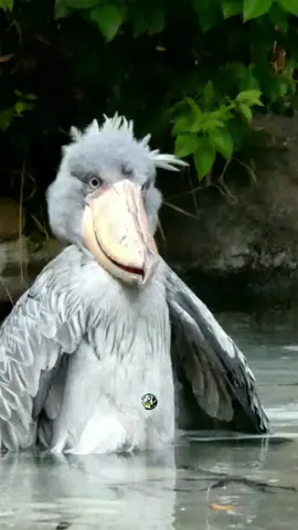 When the Shoebill Stork just can't even #creatorsearchinsights #Shoebill 