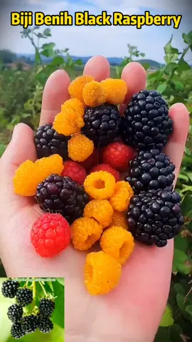 Tanam je satu baris black raspberry, musim panas nanti buah bergantung penuh kat dahan! #BuahWajibTanamDekatRumah#SnekSihatSemulajadi#LamanJadiKebunBuah#PetikSekaliDapatSegenggam#rahsiaorangkebun 