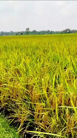 Panen Padi Hibrida Sembada 168 #ptbhdsahabatparapetani #benihpadi #py #tiktok #pyfツ 