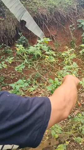 masak masak sareng kang Duda yu#minivlog #masak #masukfyp #purwakartaistimewa #jawabarat 