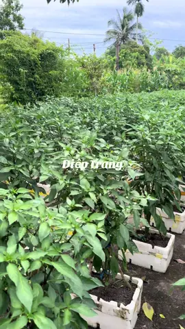 #trongot🌶️ #vuonrausach🥬 #videoviral #livetiktok #xh 