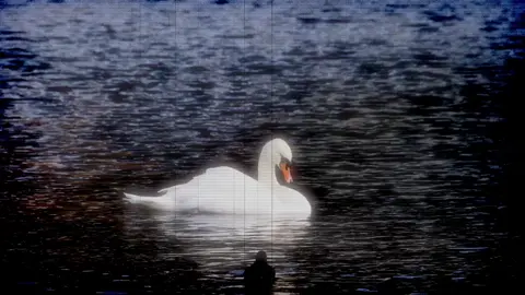 being a swan means luxury elegance, beauty,love, loyalty.... #swan #swanlake #swans #writer #explor 