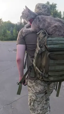Бойові КОТИКИ ЗСУ;)#ЗСУ #СЛАВАГЕРОЯМ #бойовийкітукраїни🇺🇦 #Притча