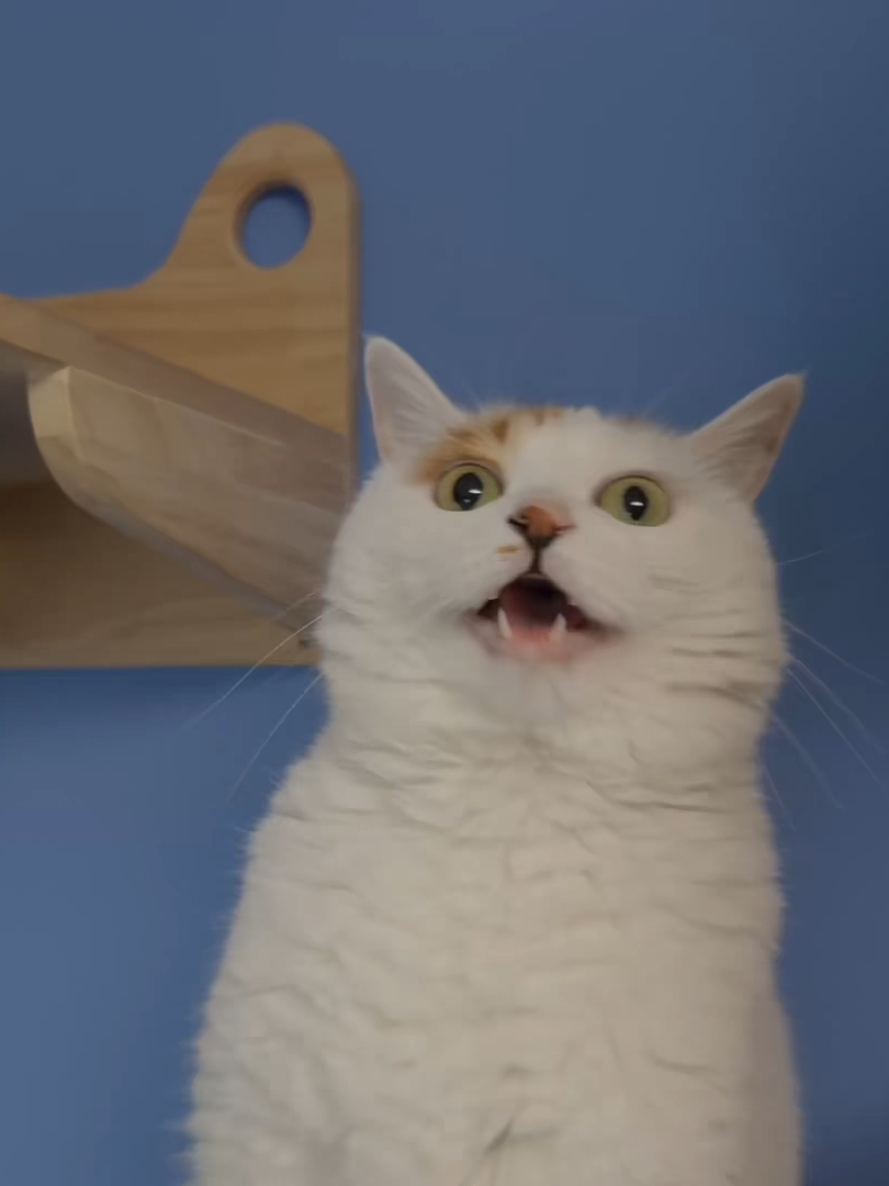 İyi kedi mi kötü kedi mi? Siz karar verin #EverythingCuteProject# Rekor ve her yaz