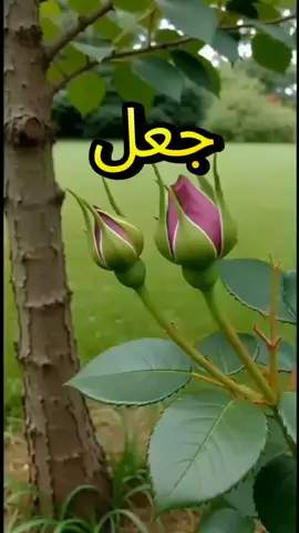 #حفظكم_الله_ورعاكم_ونصركم_وأعزّكم_ #صباح_الخير #يارب_فوضت_امري_اليك #صباحكم_معطر_بذكر_الله #حفظكم_الله_ورعاكم_ونصركم_وأعزّكم_ #المغرب🇲🇦 #المغرب🇲🇦 