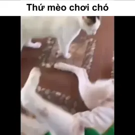:))) #thucung #cún #dog #cat 