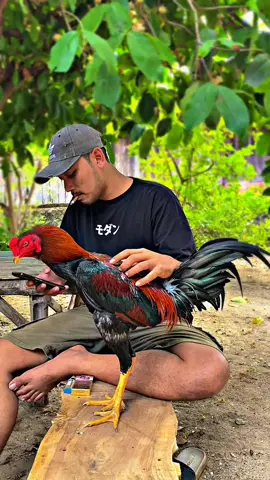 #CapCut Amanin dulu bulu bokongmu nak😍kaki besi bloodline🐓#ayambangkoksuper #ayampamangon #ayampakhoy 