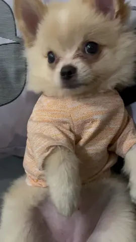 Apaci babuuu  #dog #anjinglucu #dogsoftiktok #pomeranian #chihuahua 