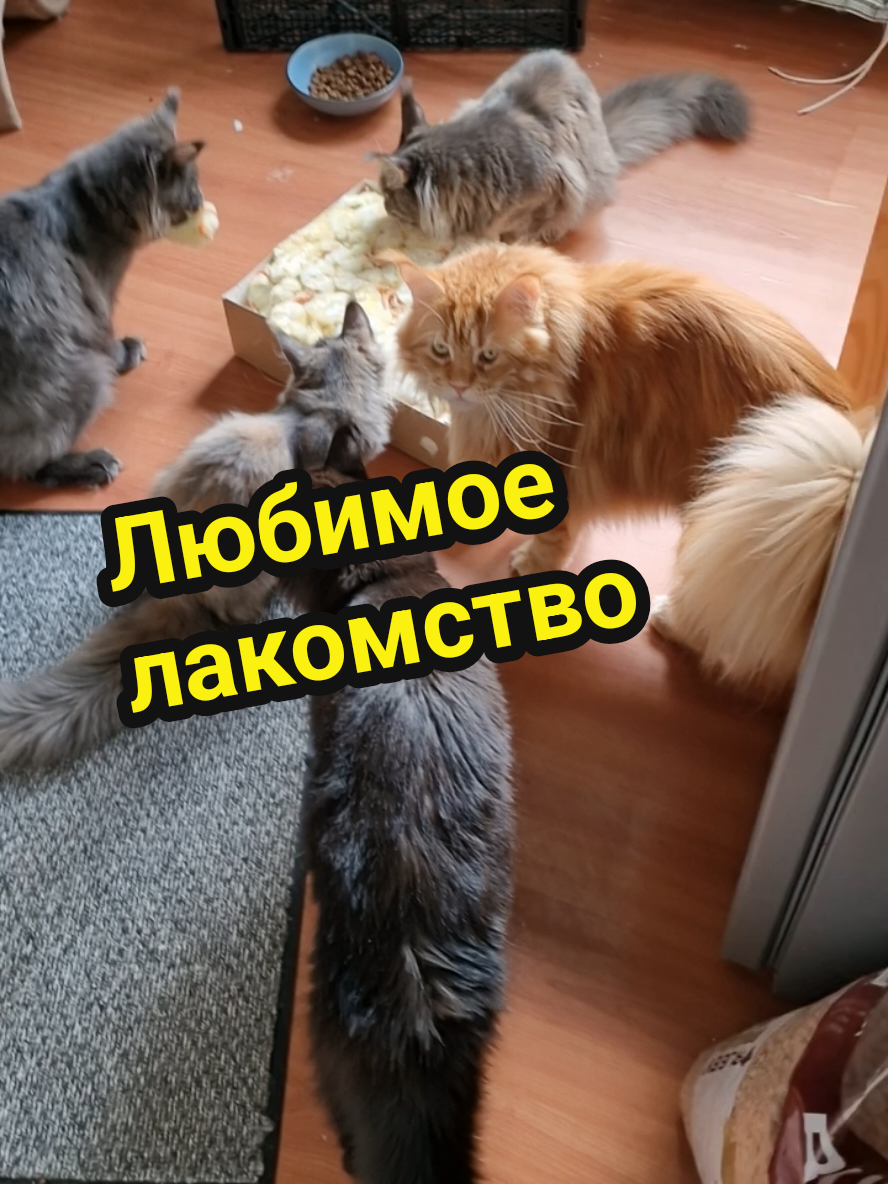 Самое любимое лакомство @Barfus.lv #maincooncat #mainecoonskittens #OrangeEyes 