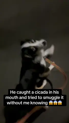 I was eventually able to get it out of his mouth and end its suffering (he’s only able to catch them because they’re on the ground buzzing as they’re dying), but the fact that he tried to just pretend nothing was happening while walking casually and whistling… 🤦🏽‍♀️ [video: Murray the Aussie walks like he’s not being sus at all, while a cicada’s buzzing can be heard every time Murray lifts his head to look at me like “yeah I hear it too weird huh?”] #cicada #aussiePuppy #rescuePuppy #aussieMix #adoptDontShop 