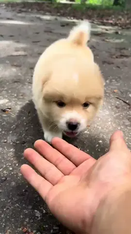 #dog #puppy #cutedog #pet #funny #tiktok #foryou 