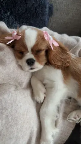 Gracie is straight out of lady and the tramp🥰🥹😭 #newpuppy #cavalierkingcharles #cavaliersoftiktok #lady #ladyandthetramp #fyp 