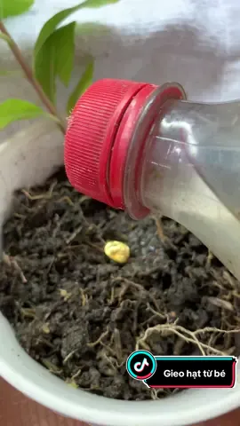 Gieo hạt nào ra quả nấy# #xuhuongtiktok #🌹🌹🌹