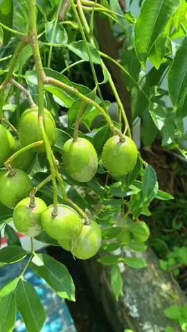 Cây giống cóc thái