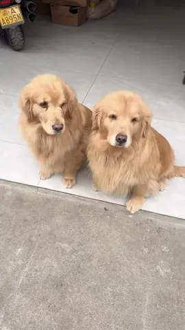 #chó #cunyeu #thịnhhành #thúcưng #xuhướngtiktok     