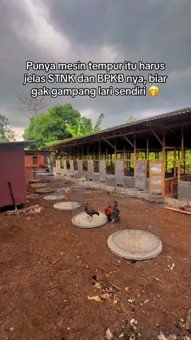 #promoseruweekend #lakoneapitasor #ayammangon #breedingayam #kandangkopral @KANDANG BOTUNA🐔🐔🐔